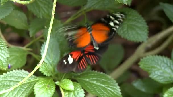 Fjärilar på blad — Stockvideo