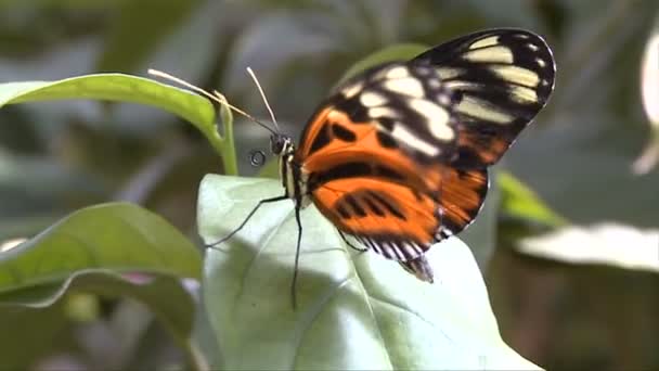 Asas dobráveis borboleta — Vídeo de Stock