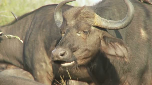 Cape buffalo chewing — Stock Video