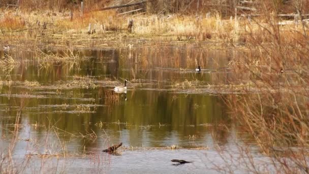 Canada goose toeterende nemen vlucht van lake naar bos — Stockvideo