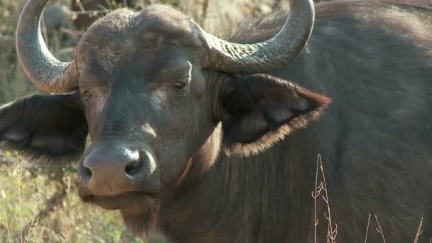 Cape buffalo eating — Stock Video