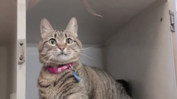 Cat in animal shelter playing — Stock Video