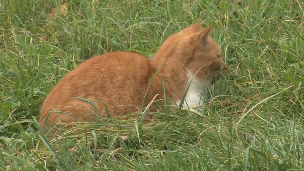 Кошка в траве — стоковое видео