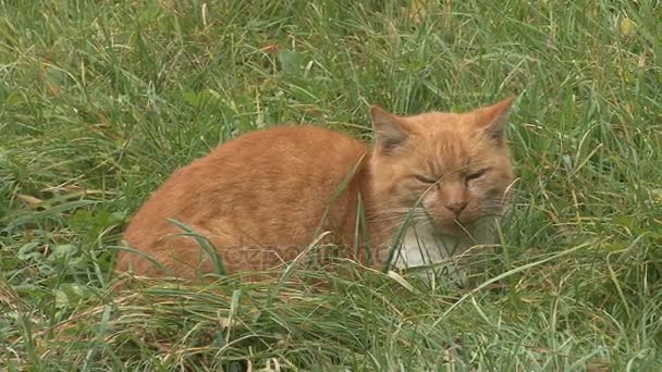 Cat in grass — Stockvideo