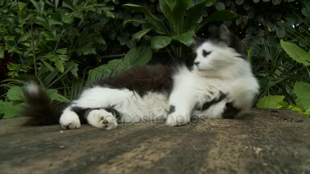 Gato en roca timelapse — Vídeos de Stock