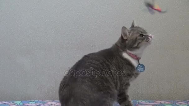 Кошка играет с кошачьей игрушкой в приюте для животных — стоковое видео