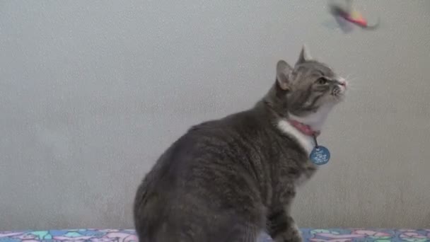 chat jouant avec jouet de chat à l'abri des animaux 