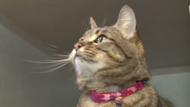 chat jouant avec un jouet à cordes 