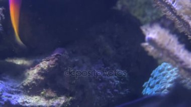 küçük renkli tropikal balık mercan tarafından closeup