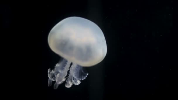 Jasné bílé medúzy — Stock video