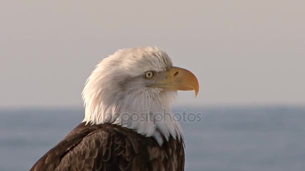 Zbliżenie na głowę bald eagle — Wideo stockowe