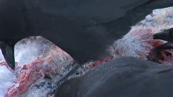 Крупным планом ворон, поедающих тушу мертвого зайца — стоковое видео