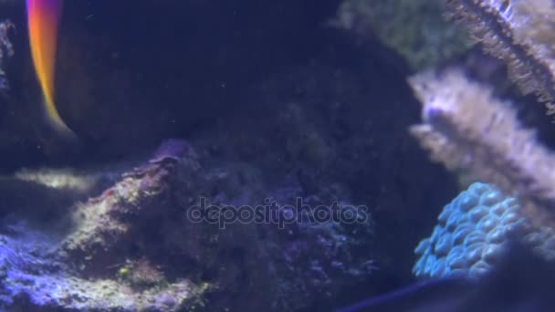 Primer plano de pequeños peces tropicales de colores por coral — Vídeo de stock