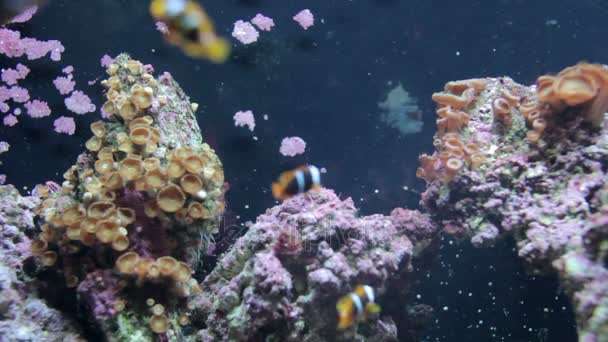 Clown fish underwater — 图库视频影像