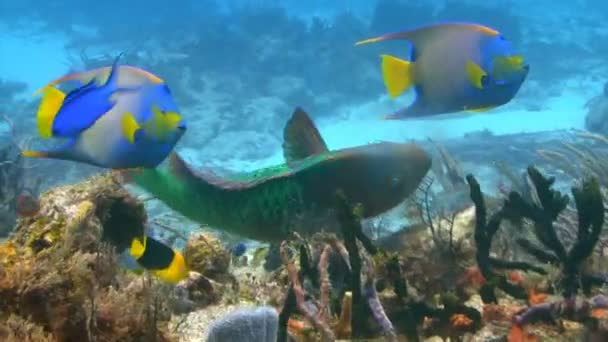 Colorful fish eating from sea bed — Stock Video