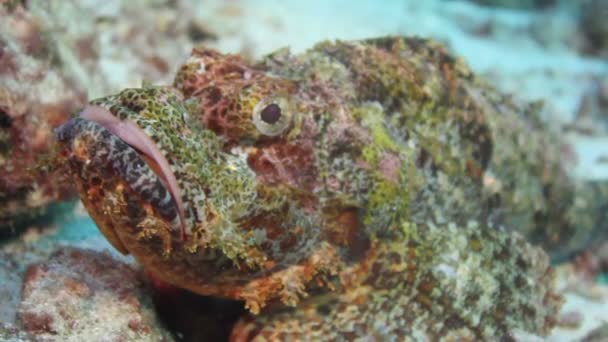 Peces coloridos con algas en el fondo del mar — Vídeo de stock