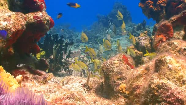 Kleurrijke oceaan rif zeebodem — Stockvideo