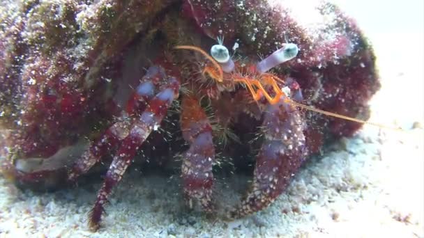 Colorful hermit crab walking along ocean floor — Stock Video