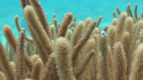 Кораллы движутся вместе с водой — стоковое видео