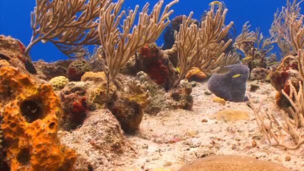 Corail et poissons planant sur le sol récifal — Video