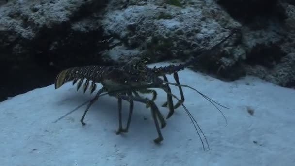 Crustacean walking along ocean floor — Stock Video