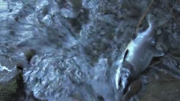 Dead salmon Creek — Stock videók