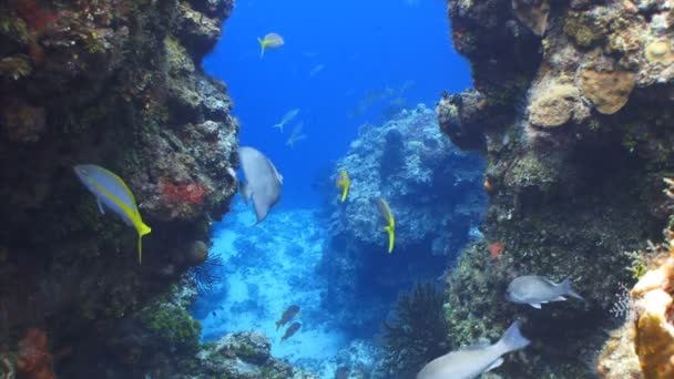 Océano azul profundo paisaje marino — Vídeo de stock