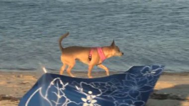 köpek alking sahibi ile kıyı boyunca