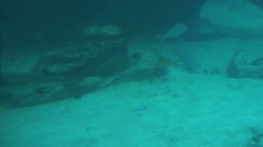 Balık ve deniz tabanı Yüzme köpekbalığı