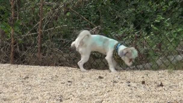 Σκύλος peeing για φράχτη — Αρχείο Βίντεο
