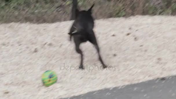 Dog running and playing with ball — Stock Video