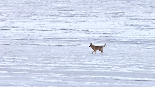 Dog running on frozen bay — Stock Video