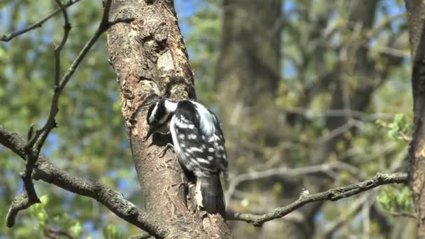 Downy woodpecker female — Stock Video