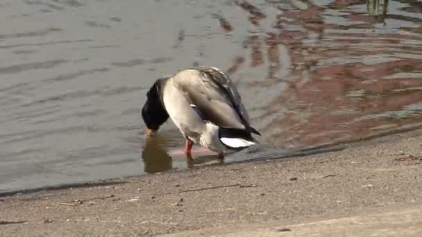 Ente am Silbersee — Stockvideo