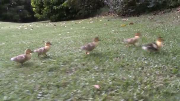 Duck and ducklings — Stock Video