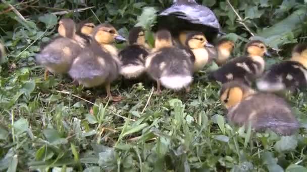 Ducklings in grass — Stock Video