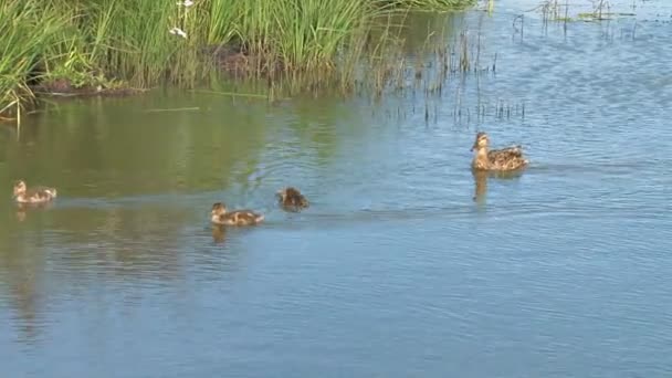 Ducklings swimming and diving near edge of water — Stock Video