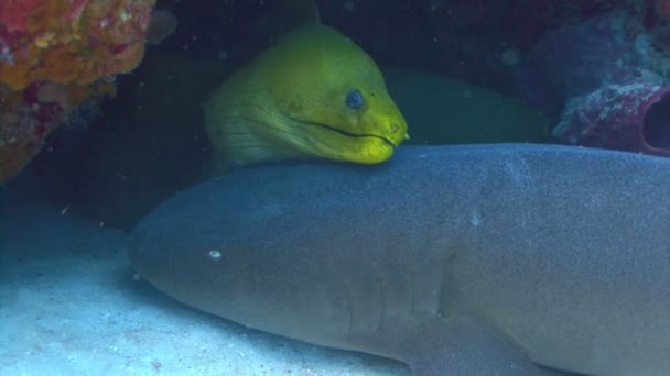 Anguila y tiburón en los arrecifes de coral — Vídeos de Stock