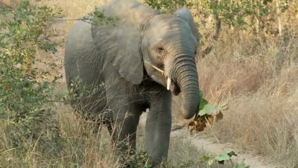 Slon jíst listy