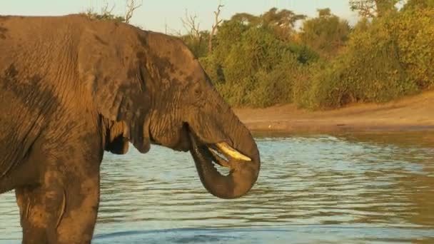 大象在金色的光芒 — 图库视频影像