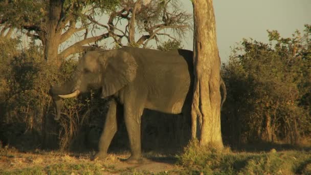 Elephant scratching on a tree — Stock Video