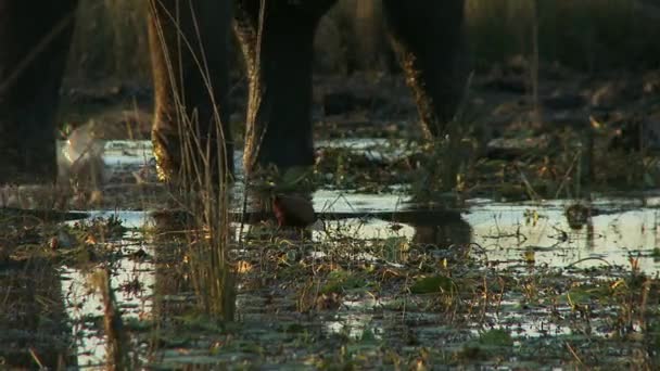 Olifant lopen door het water — Stockvideo