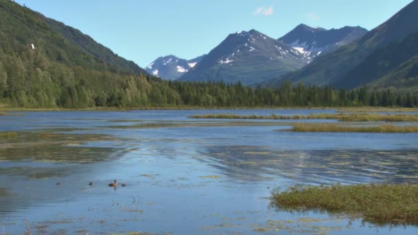 Famille de canards sur lac de montagne — Video