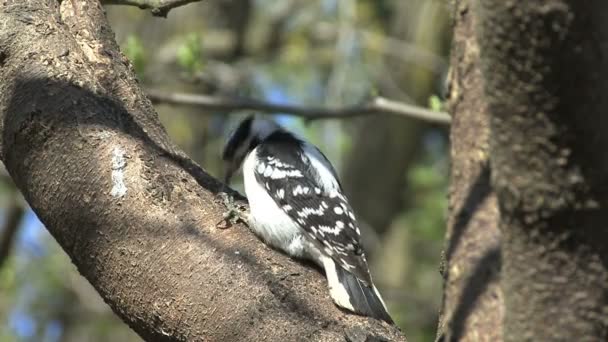 Female downy woodpecker pecks — Stock Video