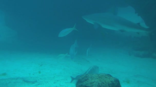 Peixe e tubarão em frente às rochas do fundo do mar — Vídeo de Stock