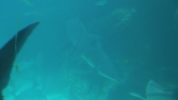 Рыба избегает акул в мутной голубой воде — стоковое видео