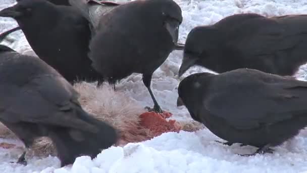 Flock kråkor äter döda hare — Stockvideo