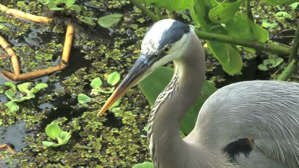 Florida great blue heron — Stockvideo