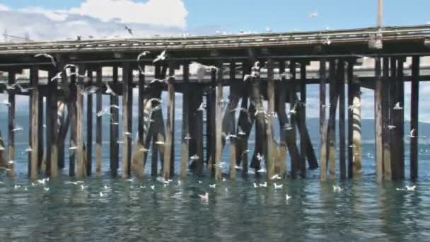 Möwen fliegen und Pfanne in Zeitlupe verlassen — Stockvideo