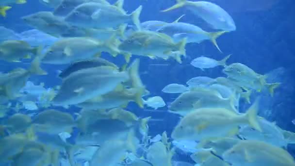 Peces frenéticos bajo el agua — Vídeo de stock